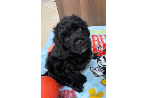 成約済の東京都のその他の犬種-250822の15枚目