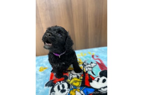 成約済の東京都のその他の犬種-250822の13枚目