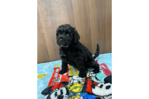 成約済の東京都のその他の犬種-250822の12枚目