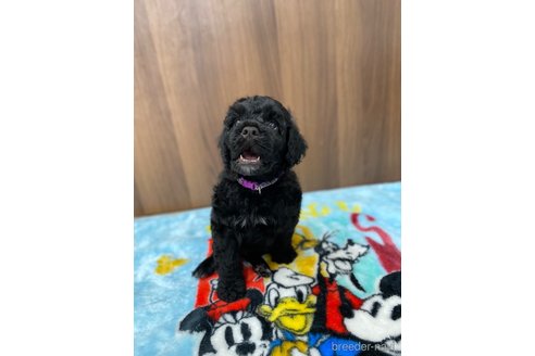 成約済の東京都のその他の犬種-250822の11枚目