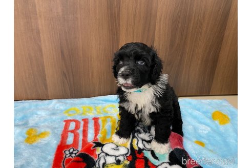 成約済の東京都のその他の犬種-250821の13枚目