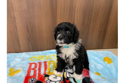 成約済の東京都のその他の犬種-250821の17枚目