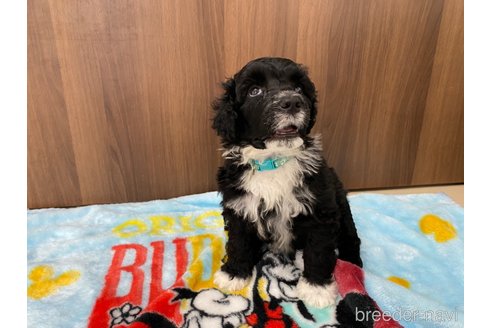 成約済の東京都のその他の犬種-250821の18枚目