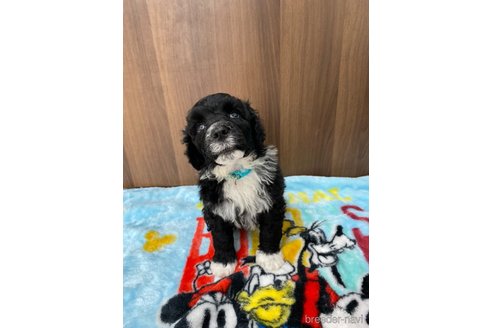 成約済の東京都のその他の犬種-250821の13枚目