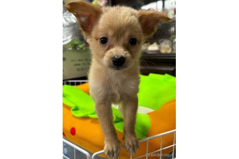 成約済の福岡県のミックス犬-247330の5枚目