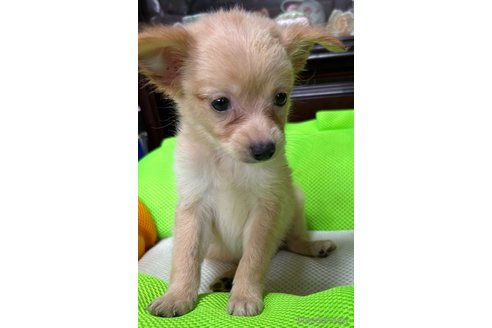 成約済の福岡県のミックス犬-247330の6枚目