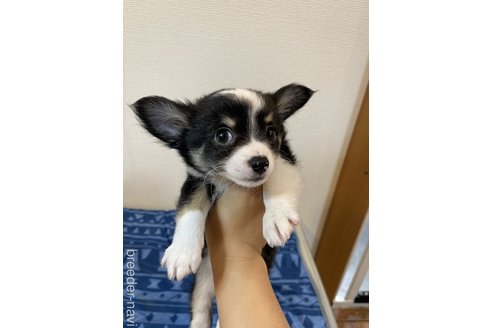 成約済の愛知県のチワワ(ロングコート)-250657の2枚目