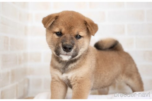 成約済の福岡県の柴犬-252675の1枚目