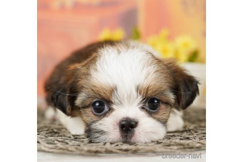 成約済の千葉県のミックス犬-252686の2枚目