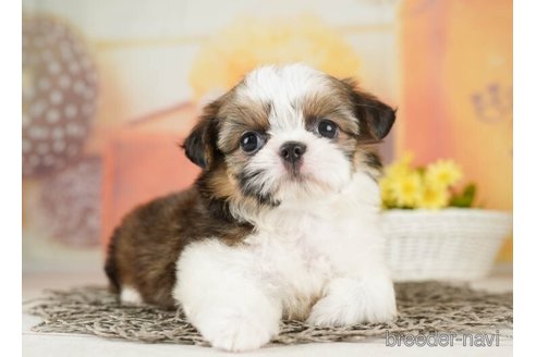 成約済の千葉県のミックス犬-252686の3枚目