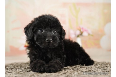 成約済の千葉県のトイプードル-252688の3枚目