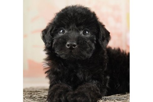 成約済の千葉県のトイプードル-252688の4枚目