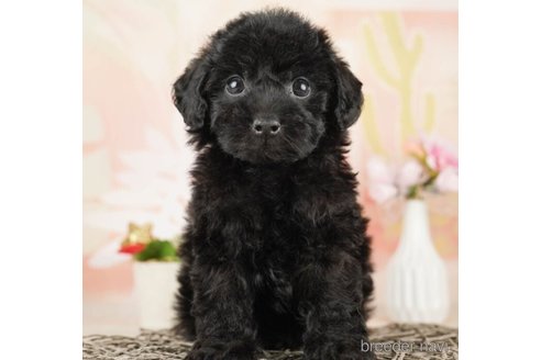 成約済の千葉県のトイプードル-252688の1枚目