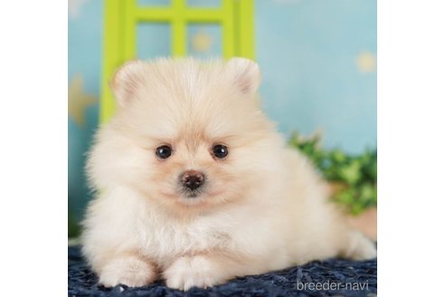 成約済の千葉県のポメラニアン-252690の4枚目