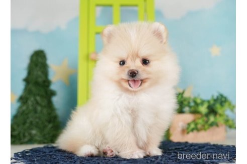 成約済の千葉県のポメラニアン-252690の1枚目