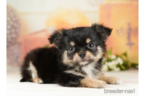 成約済の千葉県のチワワ(ロングコート)-252692の3枚目