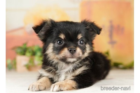 成約済の千葉県のチワワ(ロングコート)-252692の4枚目