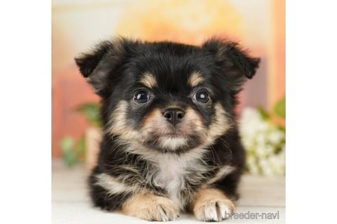 成約済の千葉県のチワワ(ロングコート)-252692の5枚目