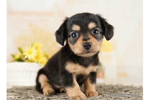 成約済の千葉県のチワックス:チワワ×ミニチュアダックスフンド-252700の1枚目