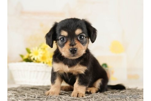 成約済の千葉県のチワックス:チワワ×ミニチュアダックスフンド-252700の2枚目