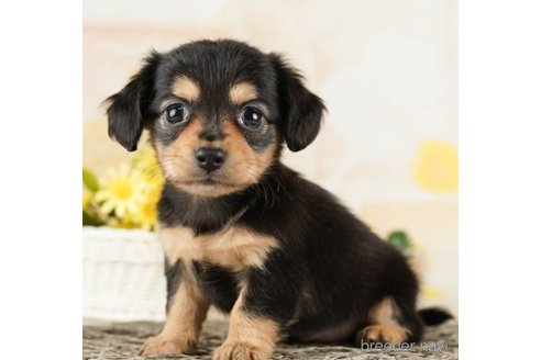 成約済の千葉県のチワックス:チワワ×ミニチュアダックスフンド-252700の3枚目