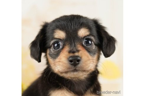 成約済の千葉県のチワックス:チワワ×ミニチュアダックスフンド-252700の4枚目