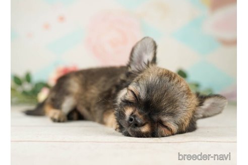 成約済の千葉県のチワワ(ロングコート)-252703の3枚目