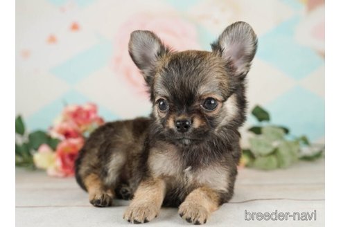 成約済の千葉県のチワワ(ロングコート)-252703の4枚目