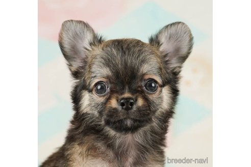 成約済の千葉県のチワワ(ロングコート)-252703の1枚目