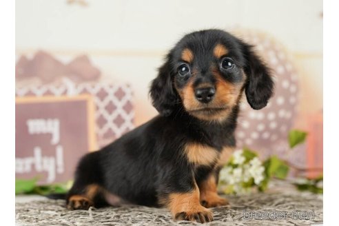 成約済の千葉県のミニチュアダックスフンド(ロングヘアード)-252706の3枚目