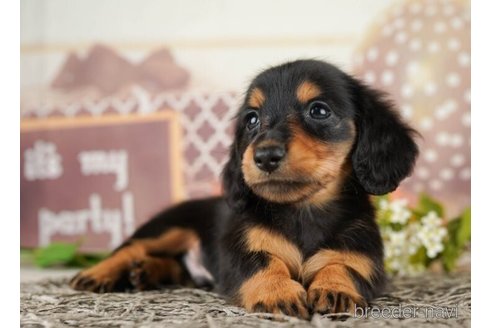 成約済の千葉県のミニチュアダックスフンド(ロングヘアード)-252706の2枚目