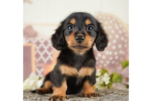 成約済の千葉県のミニチュアダックスフンド(ロングヘアード)-252706の1枚目