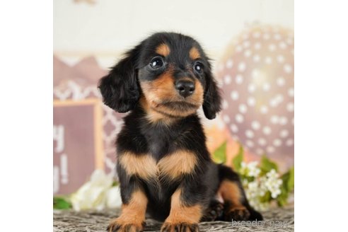 成約済の千葉県のミニチュアダックスフンド(ロングヘアード)-252706の4枚目