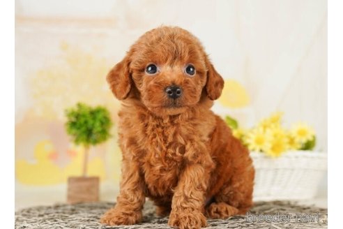 成約済の千葉県のトイプードル-252707の1枚目