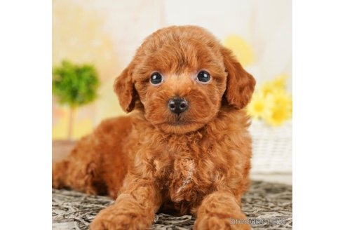 成約済の千葉県のトイプードル-252707の4枚目