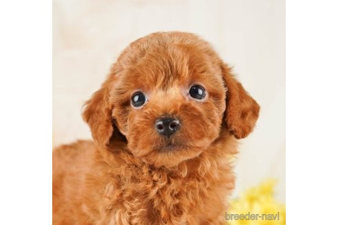 成約済の千葉県のトイプードル-252707の5枚目