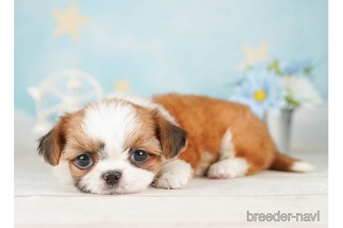 成約済の千葉県のミックス犬-252708の2枚目