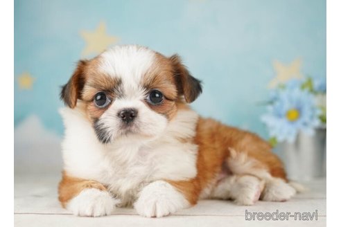 成約済の千葉県のミックス犬-252708の3枚目