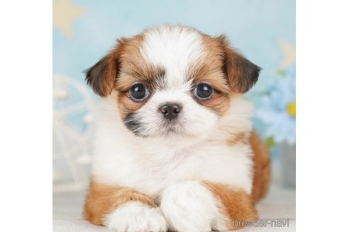 成約済の千葉県のミックス犬-252708