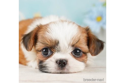 成約済の千葉県のミックス犬-252708の4枚目