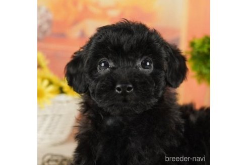 成約済の千葉県のトイプードル-252712の4枚目