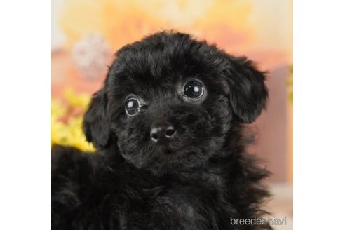 成約済の千葉県のトイプードル-252712