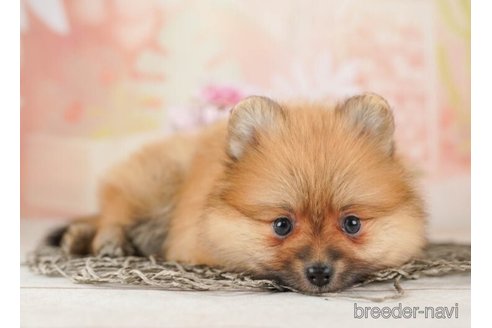 成約済の千葉県のポメラニアン-252715の2枚目