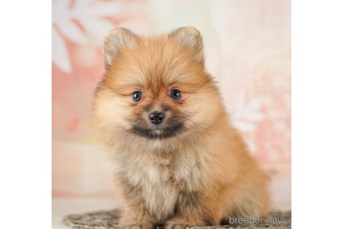 成約済の千葉県のポメラニアン-252715の5枚目