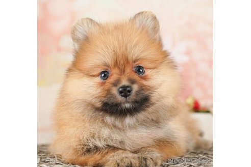 成約済の千葉県のポメラニアン-252715の1枚目