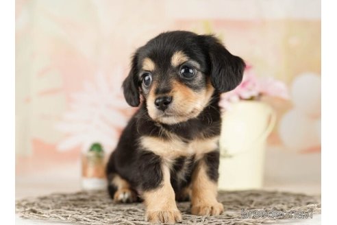 成約済の千葉県のチワックス:チワワ×ミニチュアダックスフンド-252718の2枚目