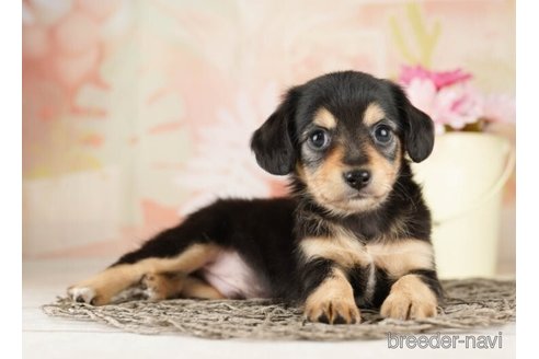 成約済の千葉県のチワックス:チワワ×ミニチュアダックスフンド-252718の3枚目