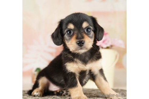 成約済の千葉県のチワックス:チワワ×ミニチュアダックスフンド-252718の4枚目