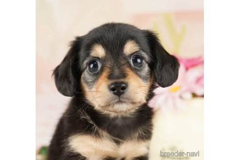 成約済の千葉県のチワックス:チワワ×ミニチュアダックスフンド-252718の1枚目