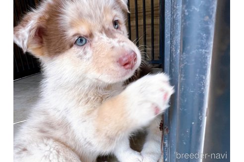 成約済の山梨県のミックス犬-246941の2枚目